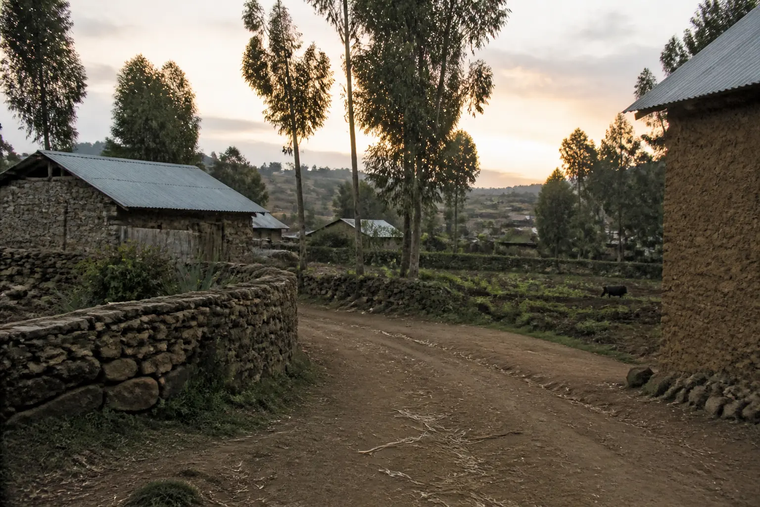 A rural village with tin-roofed houses and eucalyptus trees in the Oromia highlands of Ethiopia
